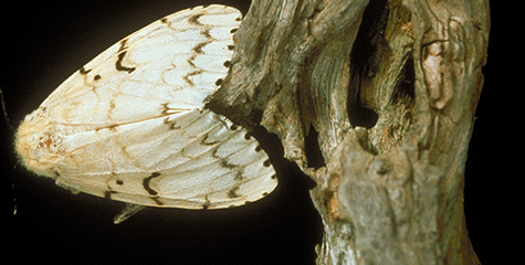 Spongy Moth - USDA APHIS PPQ , USDA APHIS PPQ, Bugwood.org