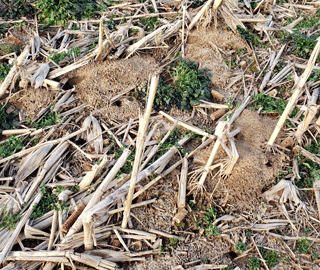 Vole colony