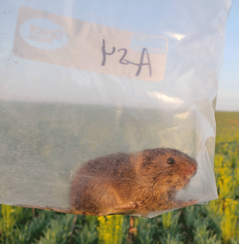 Vole in a bag.