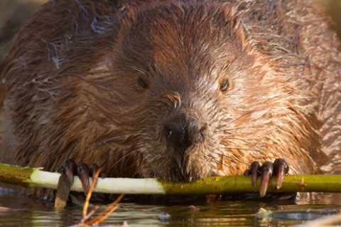 Beaver Head