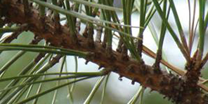 loblolly pine