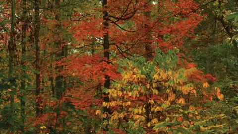 Photo of ridge color. Photo by Tom Barnes.