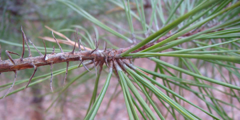 shortleaf pine 