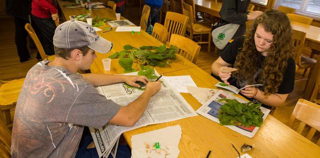 4-H Leaf Collection | Forestry and Natural Resources