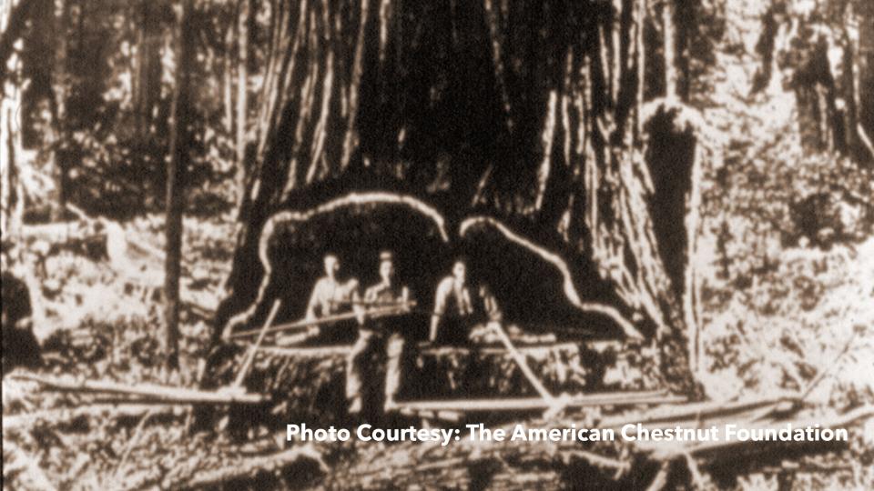 Photo Courtesy: The American Chestnut Foundation Photo Courtesy: The American Chestnut Foundation