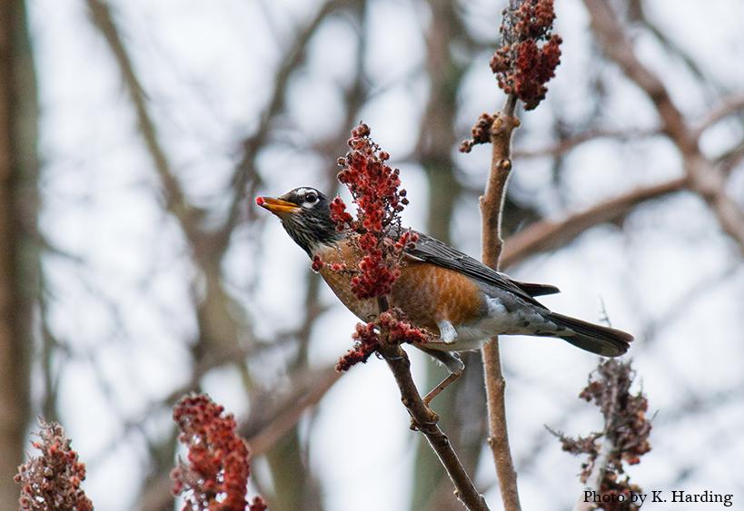 Episode 23 Great Backyard Bird Count Forestry And Natural