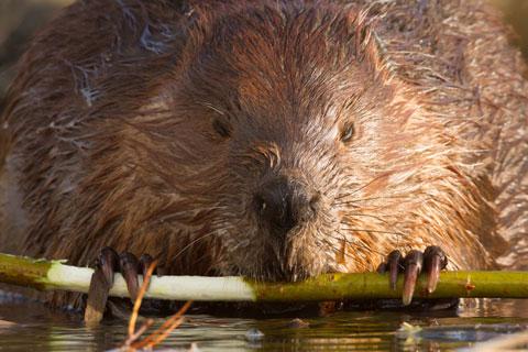 Beaver