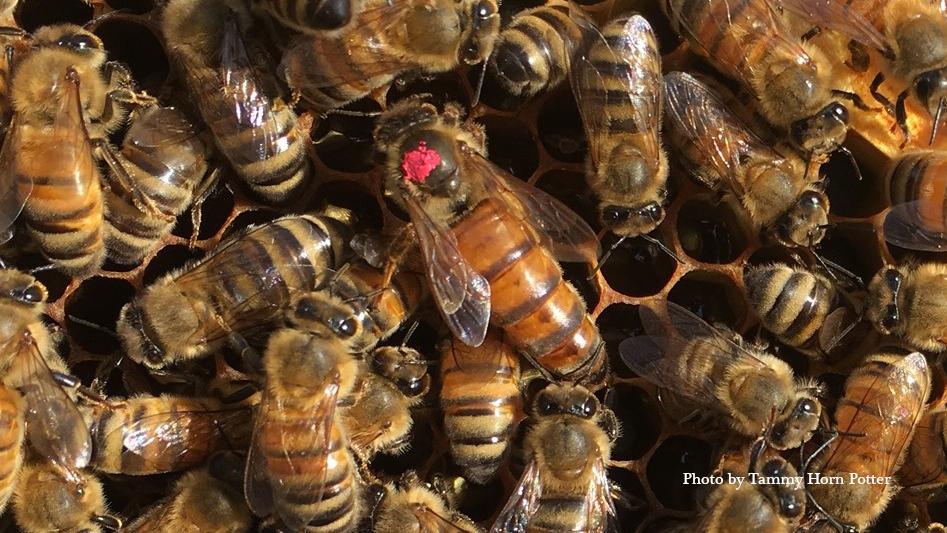Photo of Bees by Tammy Horn Potter Photo of Bees by Tammy Horn Potter
