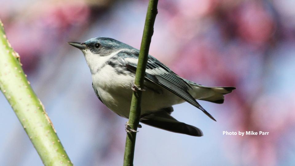 Photo of cerulean warbler by Mike Parr