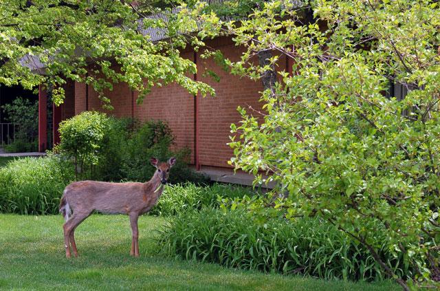 Deer being a nuisance.