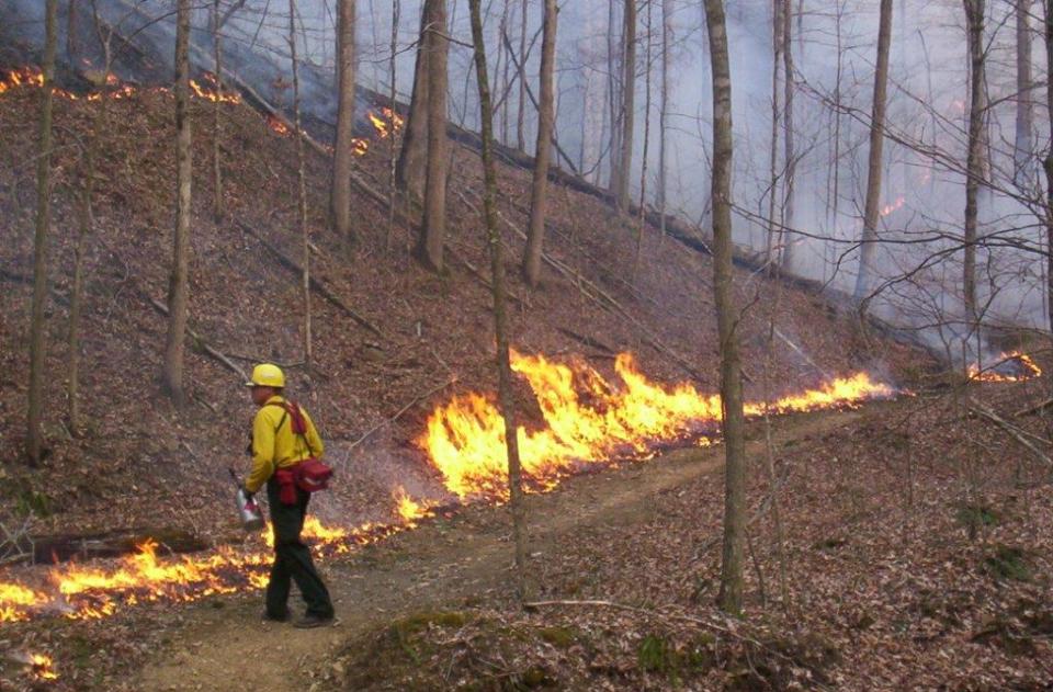 Photo of prescribed fire research