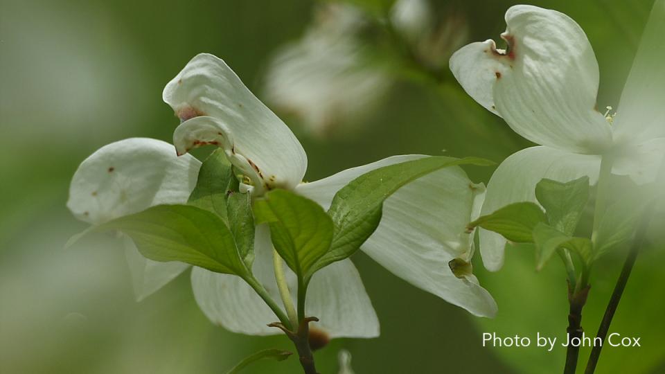 Flowering Dogwoods - Photo by John Cox Flowering Dogwoods - Photo by John Cox