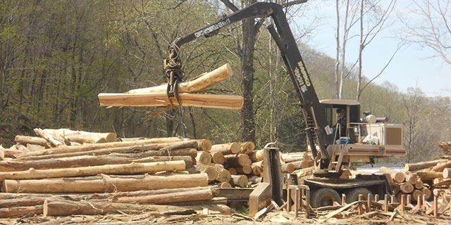 Spring field semester students learn about forestry operations.