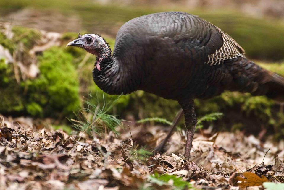 Photo of a hen turkey. Photo by Tom Barnes Photo of a hen turkey. Photo by Tom Barnes