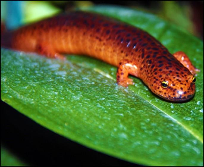 Herpetology | Forestry And Natural Resources