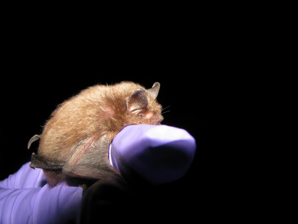 Photo of Indiana bat