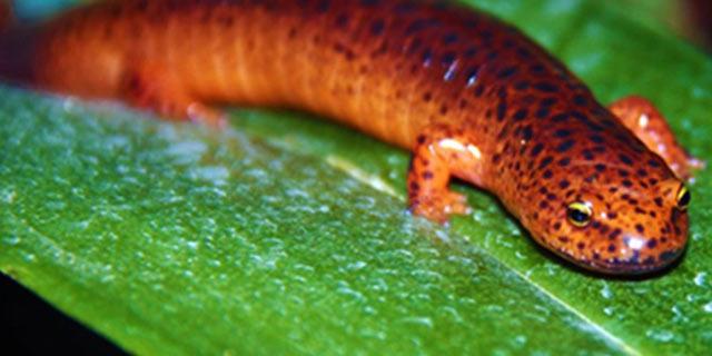 Salamandra salamandra — Wikipédia
