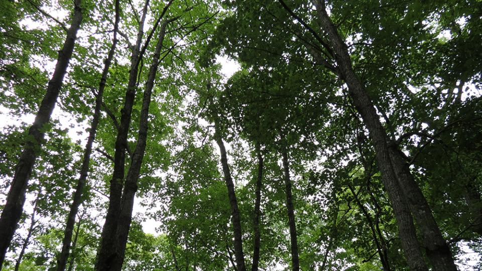 Photo of trees in Robinson Forest Photo of trees in Robinson Forest