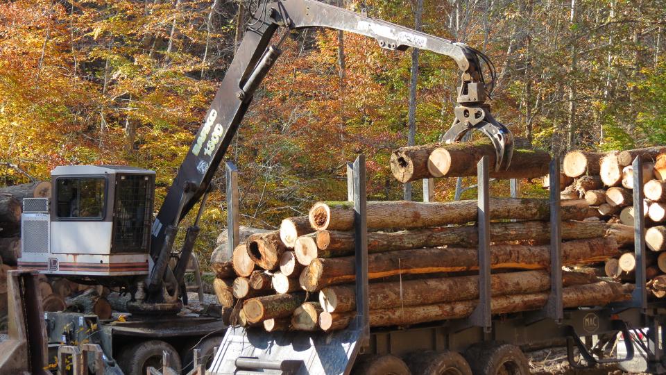 Photo of timber harvest Photo of timber harvest