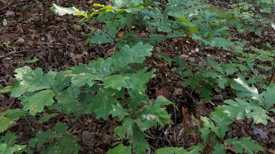 Photo of white oak Photo of white oak