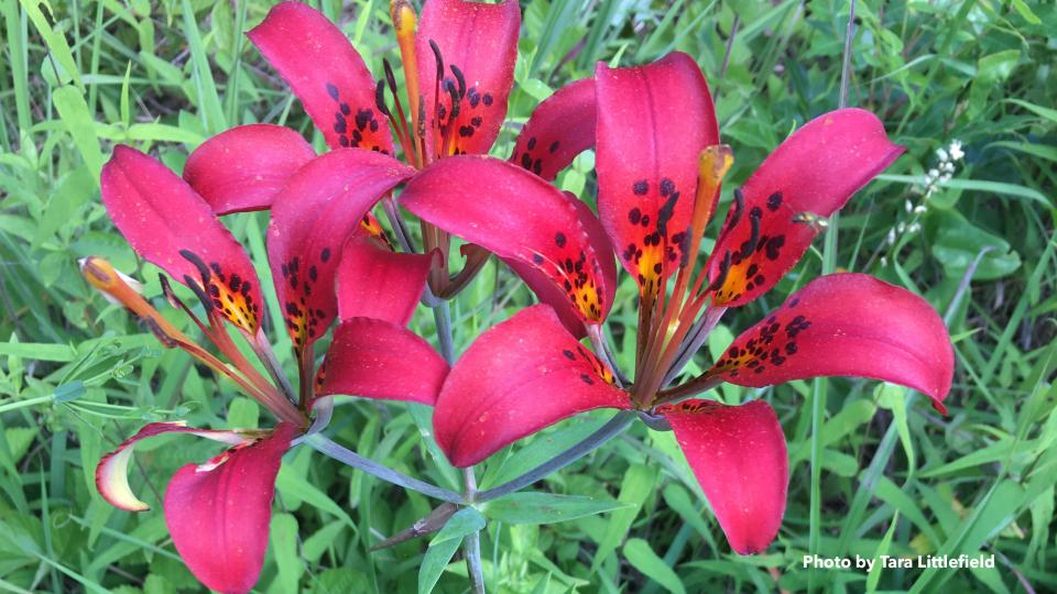 Photo of Wood Lily, state endangered Lilium philadelphicum. Photo by Tara Littlefield Photo of Wood Lily, state endangered Lilium philadelphicum. Photo by Tara Littlefield