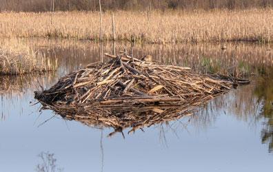 Beaver lodge