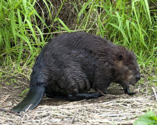 Beavers have a paddle shaped tail.