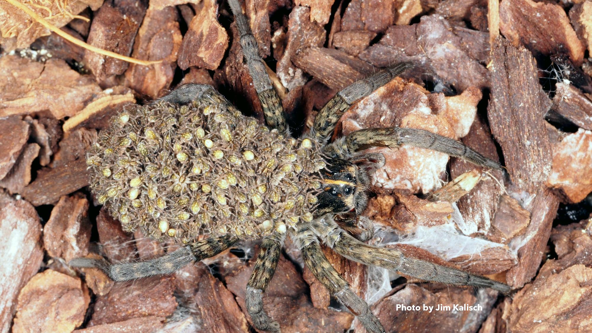 Photo of wolf spider- hogna aspersa - with spiderlings. Photo by Jim Kalisch