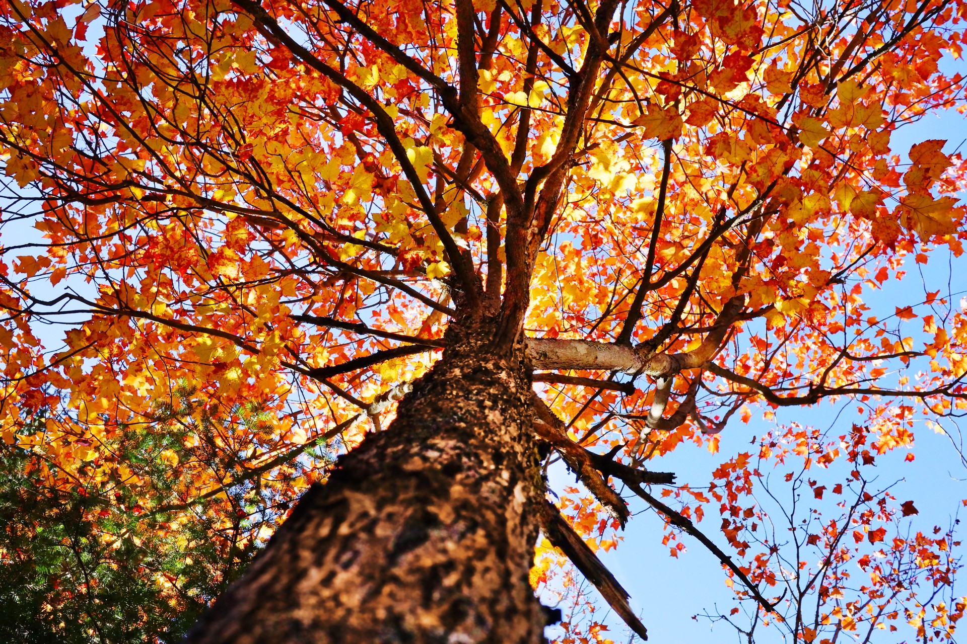 Maple Tree